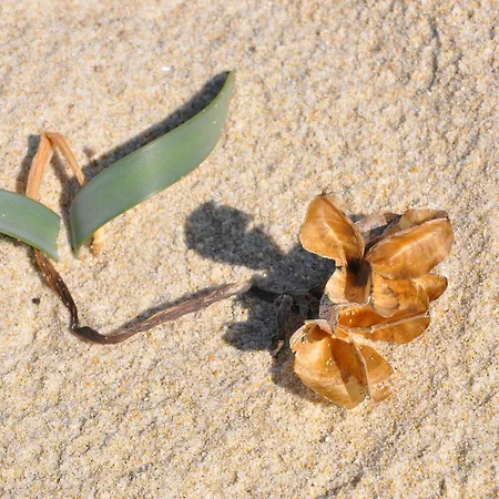 Le Ginestre